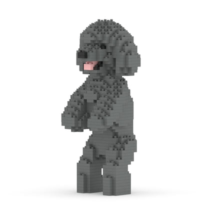 Chien Caniche Nain debout gris