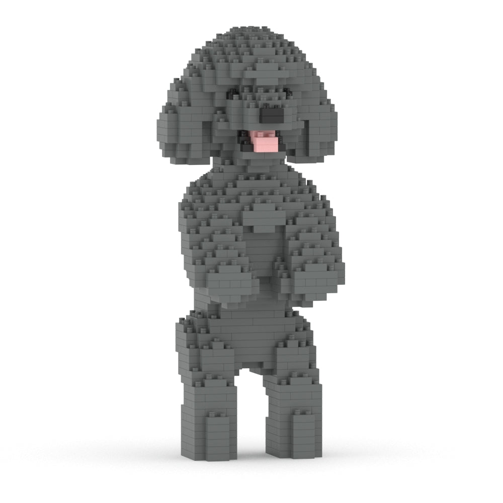 Chien Caniche Nain debout gris