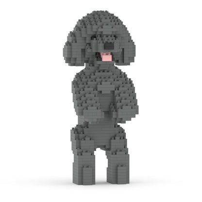 Chien Caniche Nain debout gris
