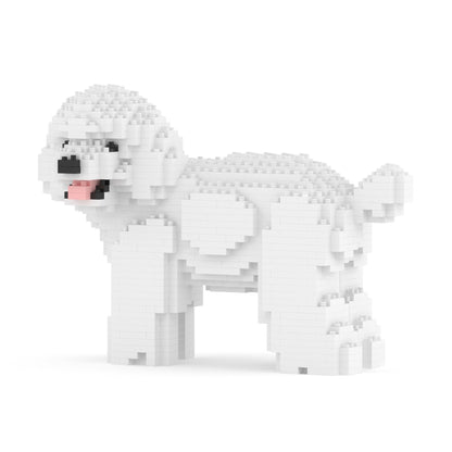 Chien Caniche Nain qui tourne la tête blanc