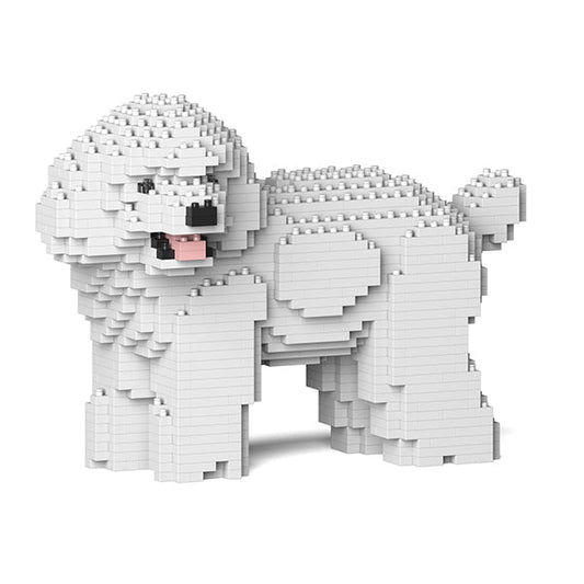 Chien Caniche Nain qui tourne la tête blanc