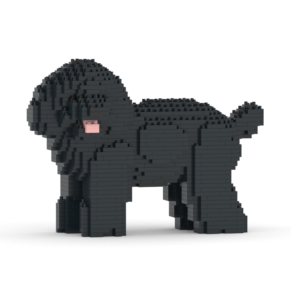 Chien Caniche Nain qui tourne la tête noir