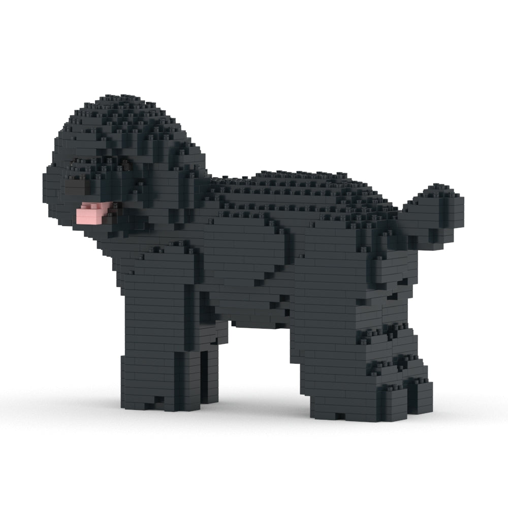 Chien Caniche Nain qui tourne la tête noir