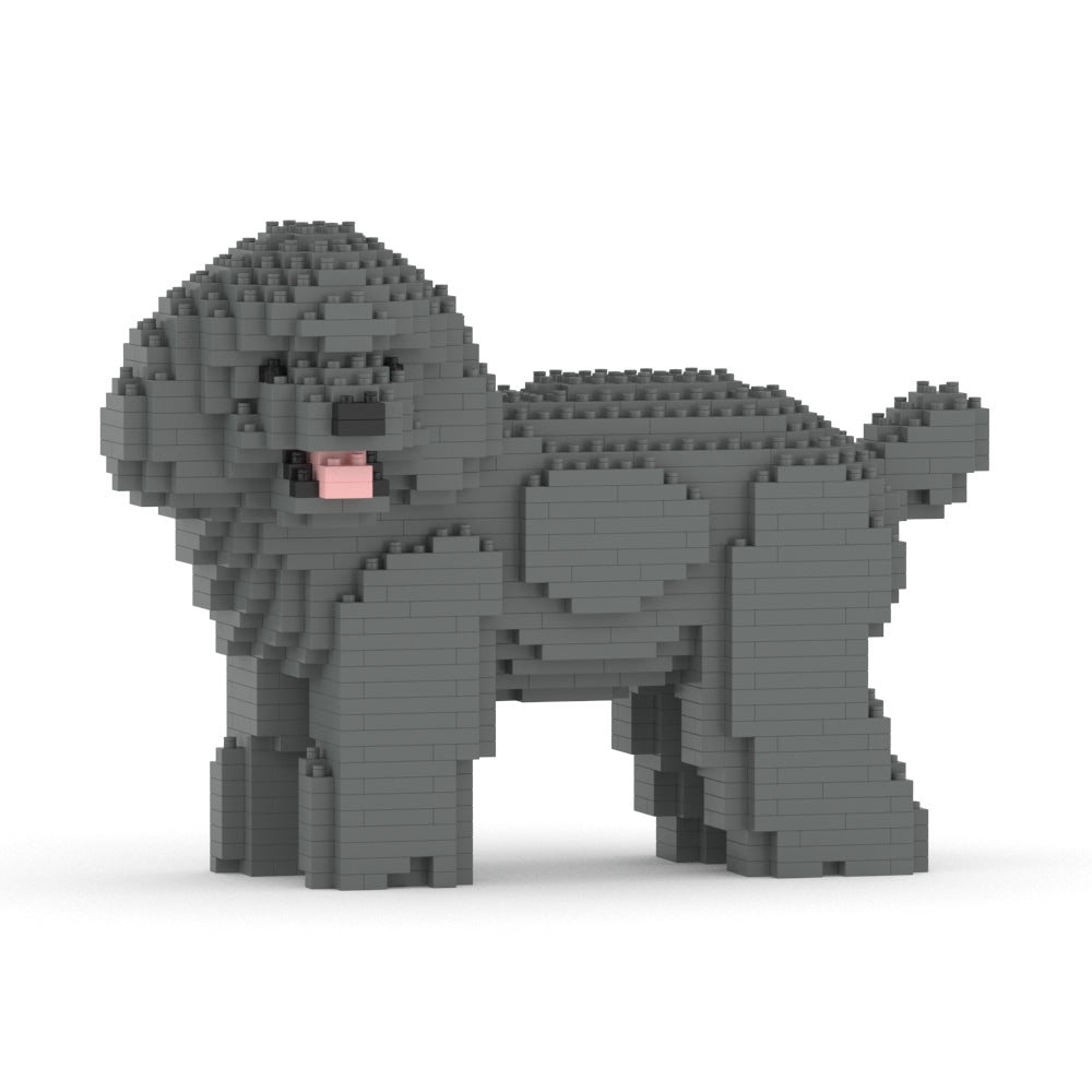 Chien Caniche Nain qui tourne la tête gris