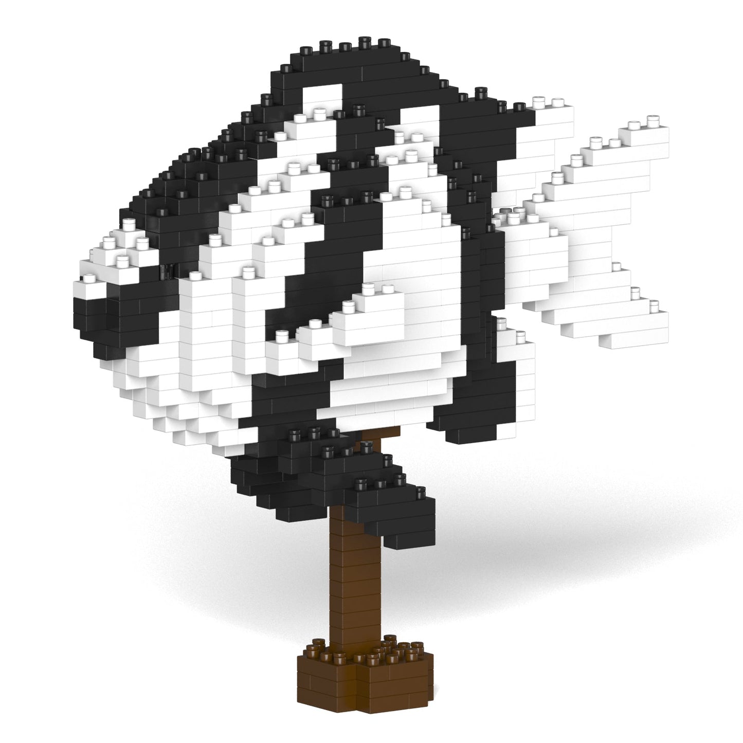 Poisson Demoiselle à queue blanche