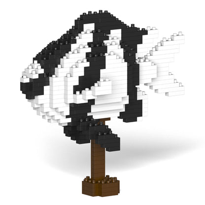 Poisson Demoiselle à queue blanche