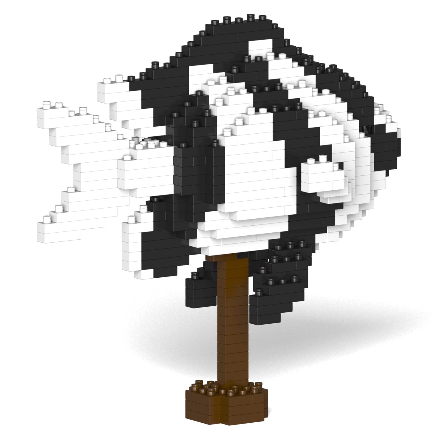 Poisson Demoiselle à queue blanche