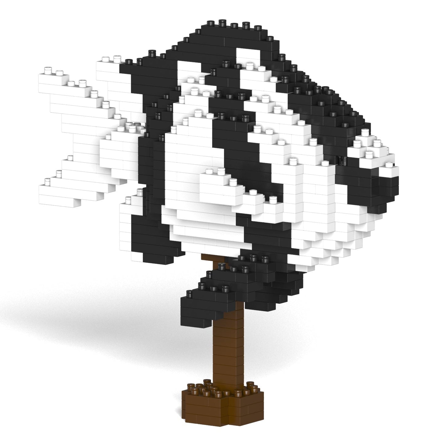 Poisson Demoiselle à queue blanche