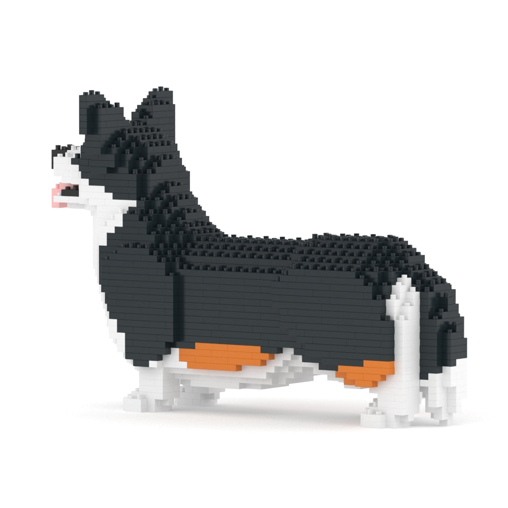 Chien Welsh Corgi noir