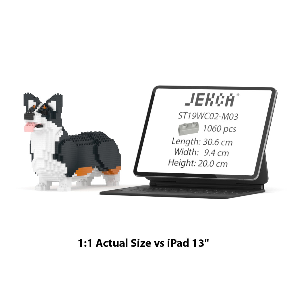 Chien Welsh Corgi noir