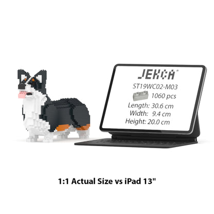 Chien Welsh Corgi noir